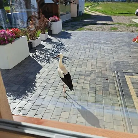 Homestay szállás Willa Nowa Biala